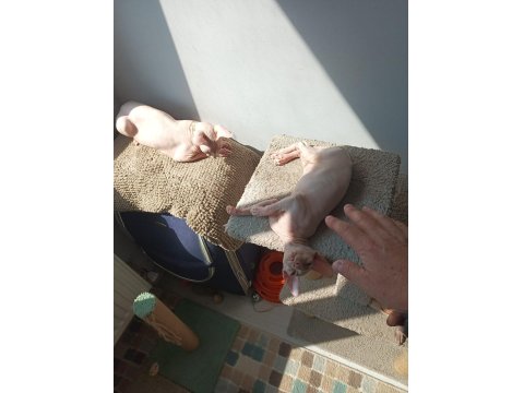 Kanada Sfenks Yavrular Uygun Verilecektir