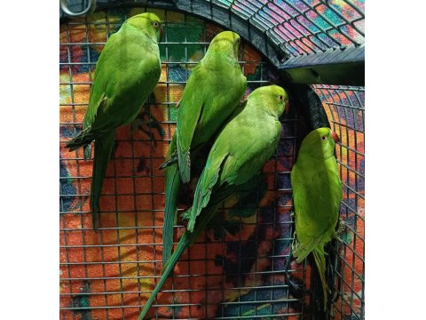 Kapalı Bilezik Pakistan Papağanlarımız