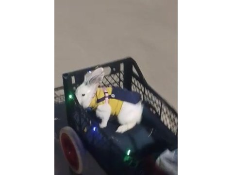 On Aylık Erkek Evcil Tavşan Kafesi Tüm Malzemeleri Vardır. Çift Katlı Kafes 3 Parça