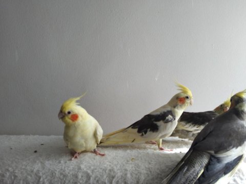 Her Tür Sultan Papağanı Vardır