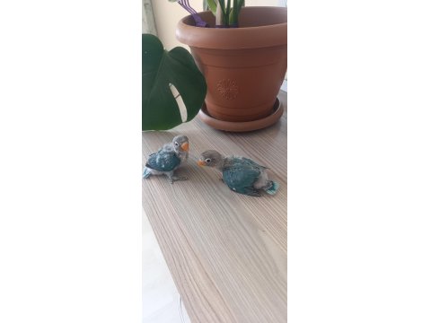 El Besleme Yavru Cennet Papağanımız