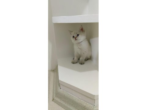 Golden Point Erkek British Shorthair Kardeşler