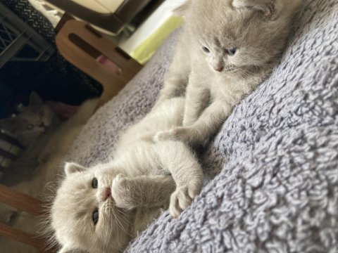 British Shorthair Lilac