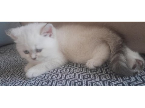 British Shorthair Blue Point
