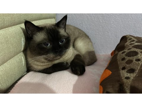 2 Yaşındaki Kedimiz Kaymağı Takip Şartıyla Ücretsiz Sahiplendiriyoruz