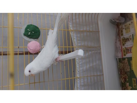 Beyaz Dişi Muhabbet Kuşu