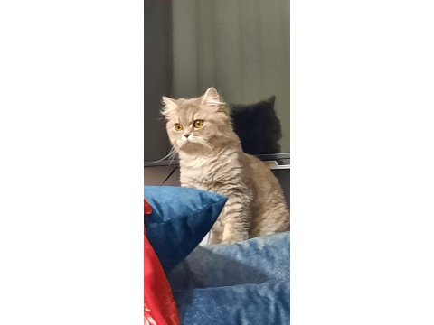 İran Ve British Melezi Sevimli Kızımızı Kalıcı Ev Arıyoruz