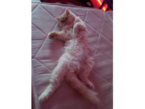 Kedimiz Yeni Yuvasını Arıyor