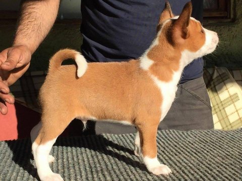 Irk Garantili Basenji Yavruları