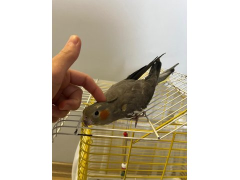 Eğitimli Yavru Ele Kola Gelen Dişi Sultan Papağanı