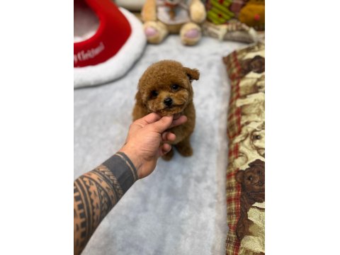 Dişi Ve Erkek Köpeğimiz Vardır Hepsi Safkandır