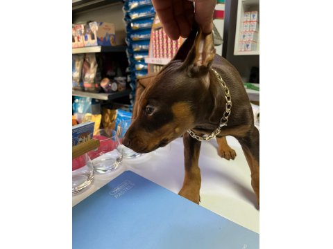 Doberman Kızıl Köpeğim