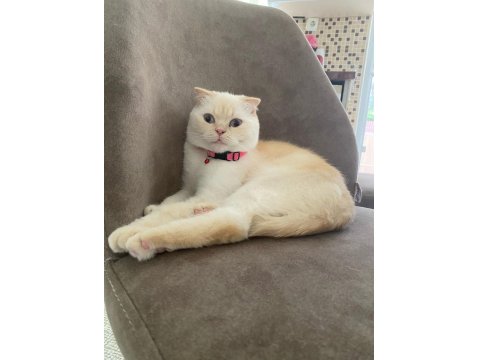Scottish Fold Asalet Kedimize Yuva Arıyoruz