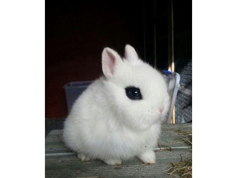 Her Cins Tavşan Mevcut