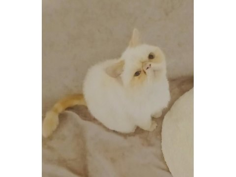 5 Aylık Exotic Shorthair Kızımız İçin Aile Olabilir Misiniz?