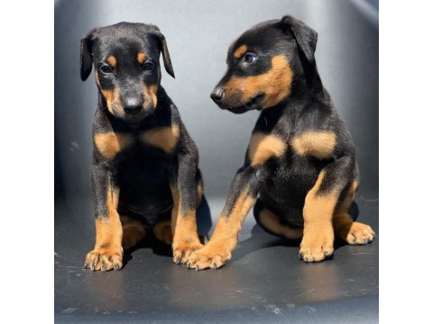 A Kalite Doberman Yavruları