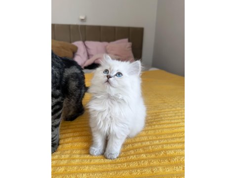 British Longhair Golden Point