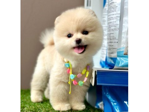 Safkan Pomeranian Boo Yavrular İçin Ulaşın
