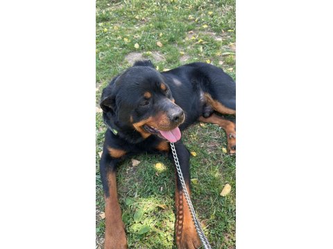 Hastasına Uyumlu Rottweiler Acill