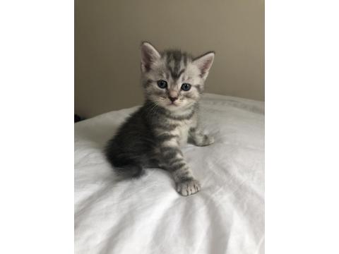 Minik British Shorthair Yavrular Yuva Arıyor