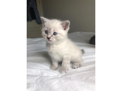 Minik British Shorthair Yavrular Yuva Arıyor
