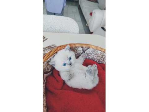 Blue Point Yavru Kedimiz