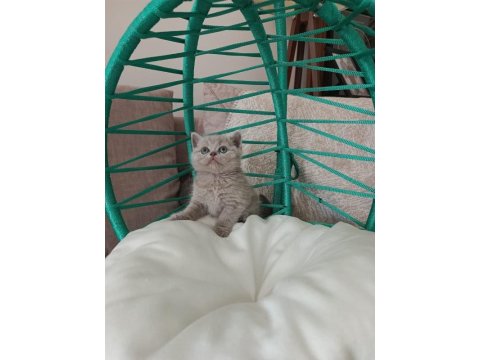 Minik British Shorthair Bebeler