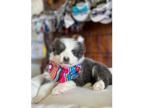 Zekasıyla Şaşırtır Sevgisiyle Isıtır Border Collie