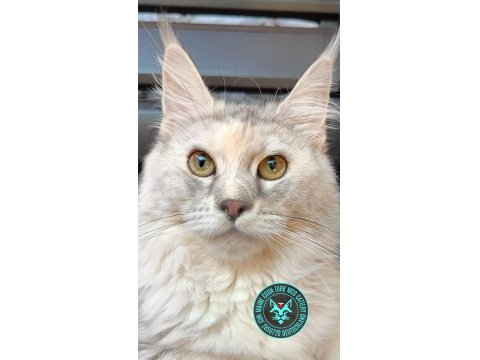 Maine Coon Türk - Mco Cattery