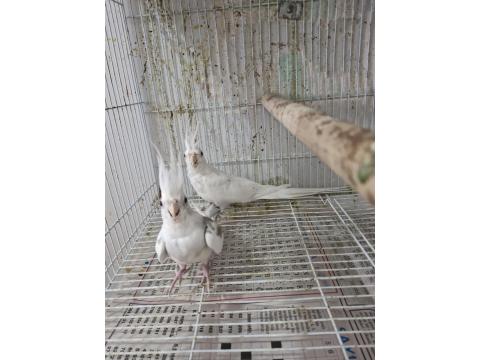 Sultan Papağanı Takım