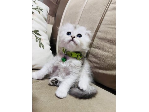 British Kedimize Yuva Arıyoruz