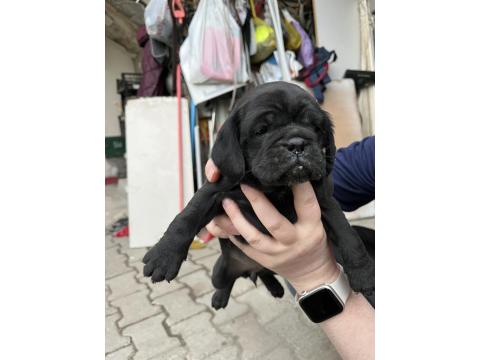 1,5 Aylık Siyah Pug Yavrular