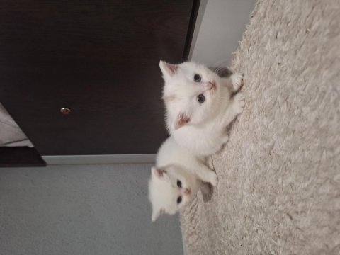 2 Aylık British Shorthair Yavruları