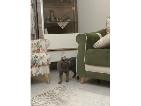 Sevimli İnsan Canlısı Uyumlu Erkek Kedi