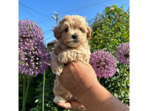Irk Garantili Maltipoo Yavruları