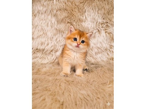 British Shorthair Harika Yavrular