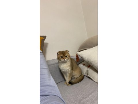 Bu Kedi Safkan Golden Evinizi Şenlendirecek