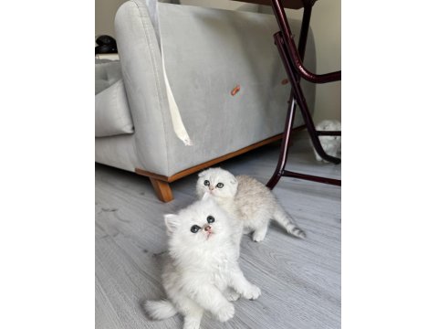 Orjinal En Tatlı British Longhair Bebekler