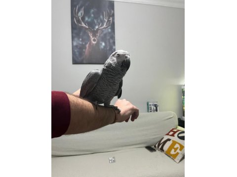 Full Evcil Çok Sağlıklı Muazzam Tüy Yapılı Jako Papağanı