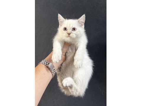 Yeni Yuvalarına Gitmeyi Bekleyen Bebek Kediler