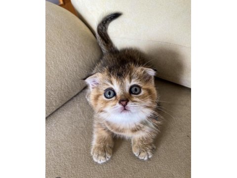 British Golden Black Ny25