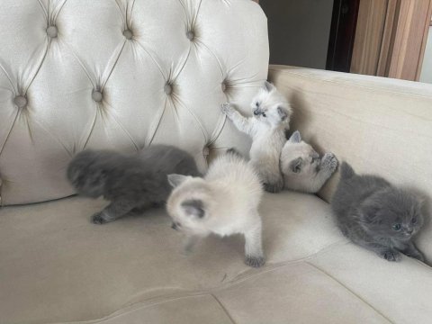 British Blue Point Yavrular Ve Scottish Yavrular