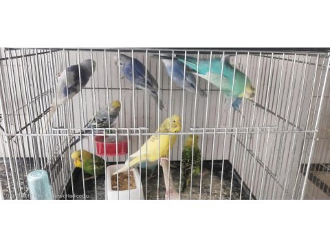 Yetişkin Muhabbet Kuşu