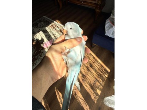 Full Evcil Mutasyon Monk Papağanı