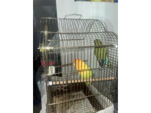 Dişi Ve Erkek Yetişkin Kafesi İle Sevda Papağanı