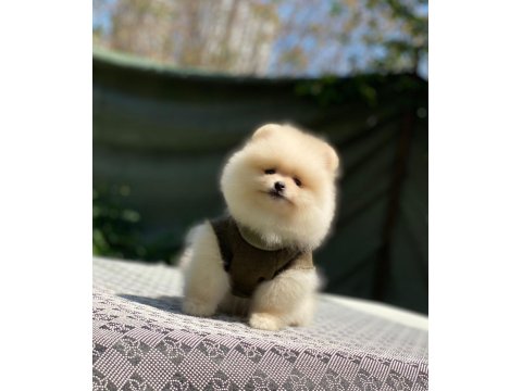 Pomeranian Boo 2.5 Aylık Dişi Veya Erkek