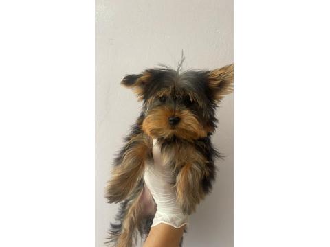 Safkan Yorkshire Terrier Köpekler