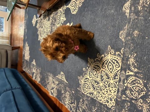 Toy Poodle Bebişler