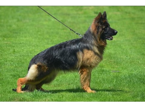 Sırbistandan Damızlık Dişi Alman Kurdu