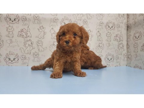 Yavru Toy Poodle